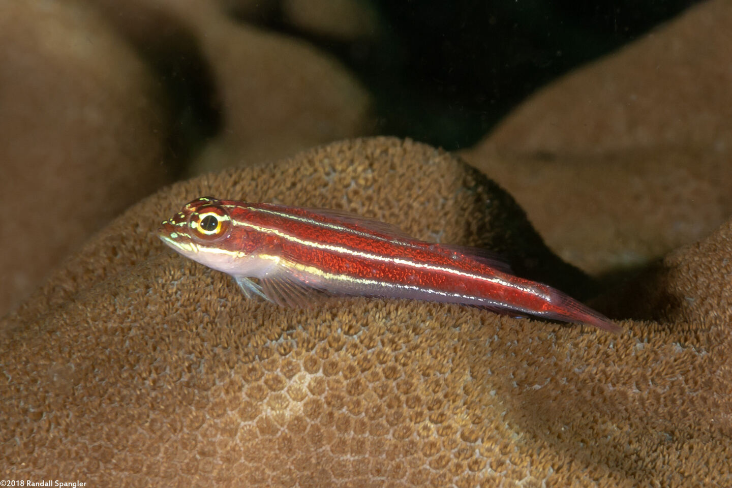 Helcogramma striata (Striped Triplefin)
