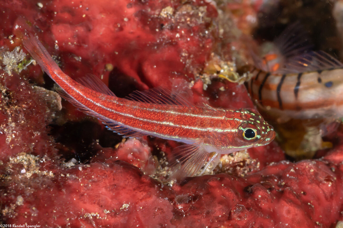 Helcogramma striata (Striped Triplefin)