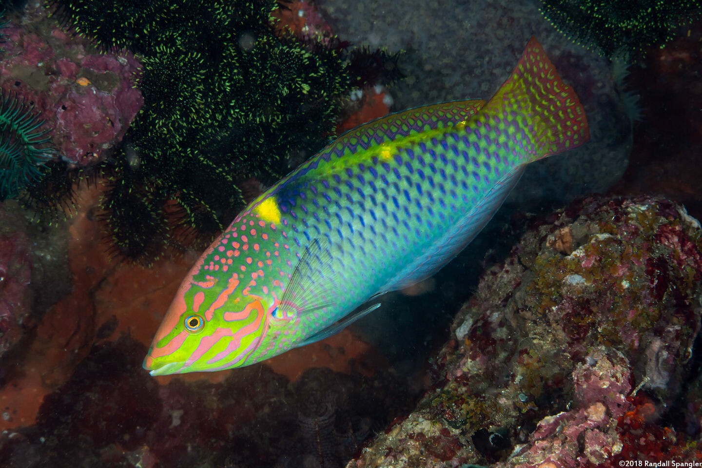 Halichoeres hortulanus (Checkerboard Wrasse)
