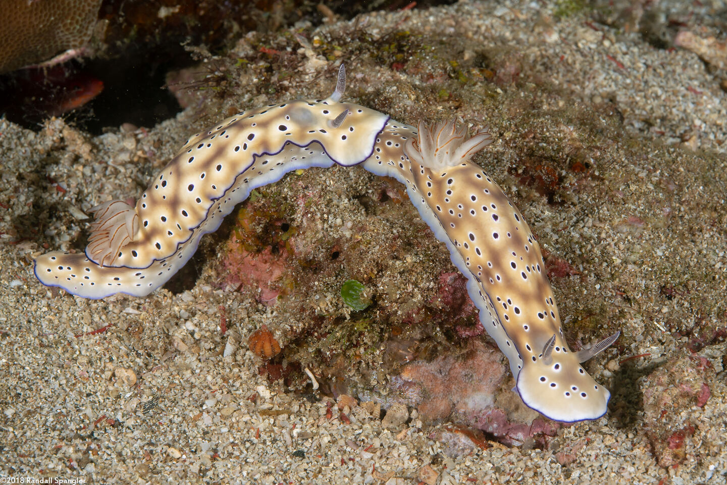 Hypselodoris tryoni (Tryon's Risbecia)