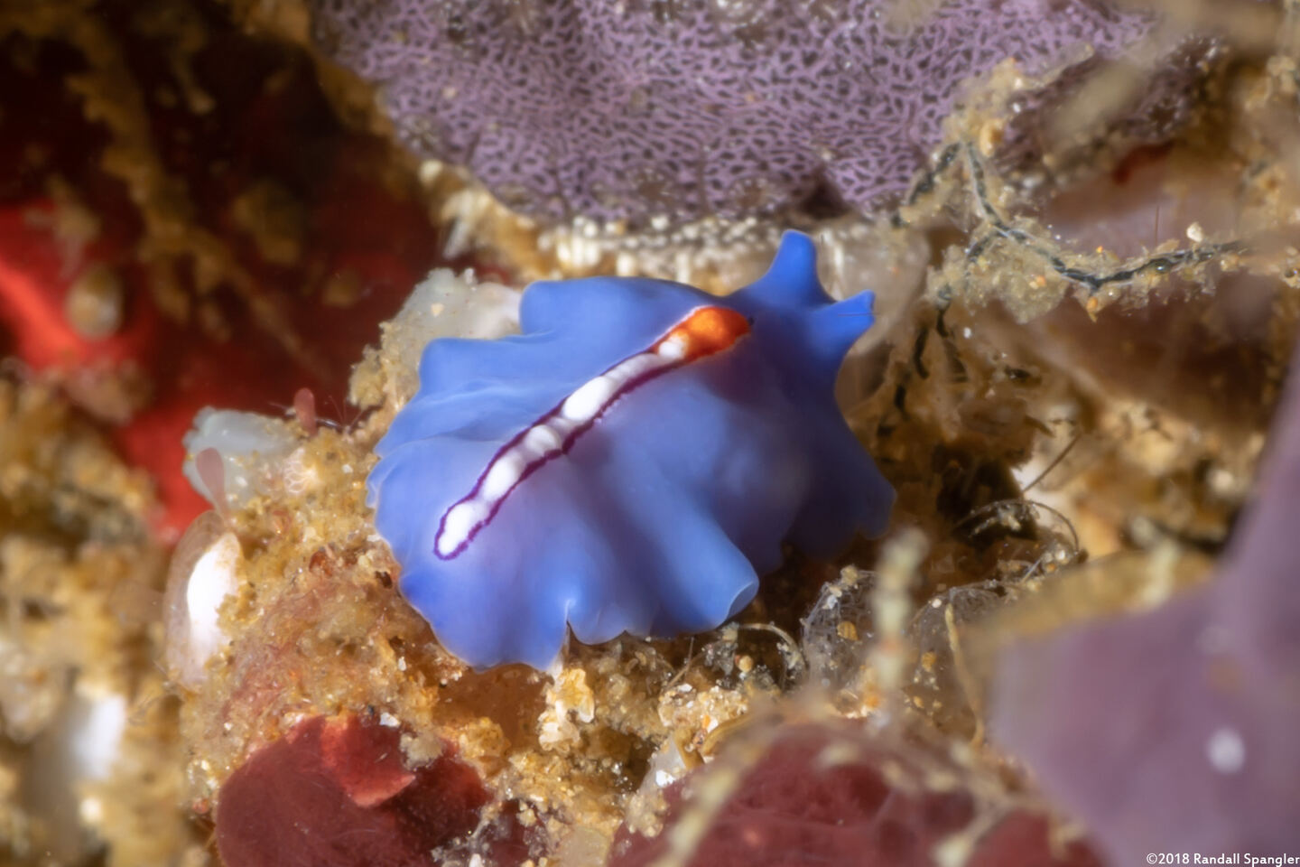 Pseudoceros liparus (Racing Stripe Flatworm)
