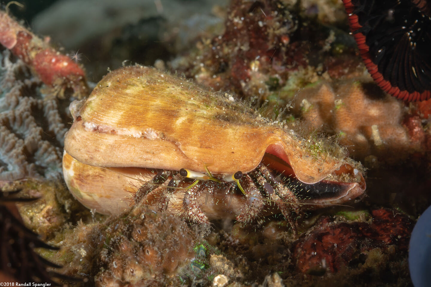 Dardanus lagopodes (Dark Knee Hermit Crab)