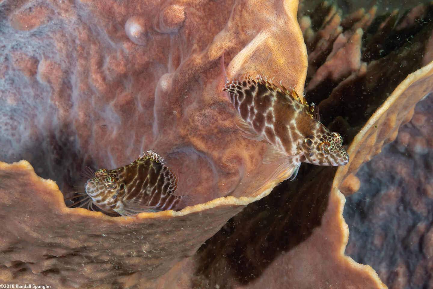 Cirrhitichthys aprinus (Threadfin Hawkfish)