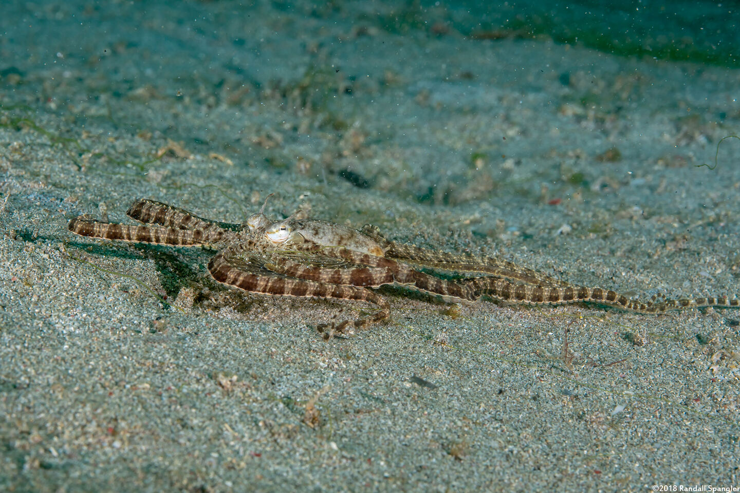 Thaumoctopus mimicus (Mimic Octopus)