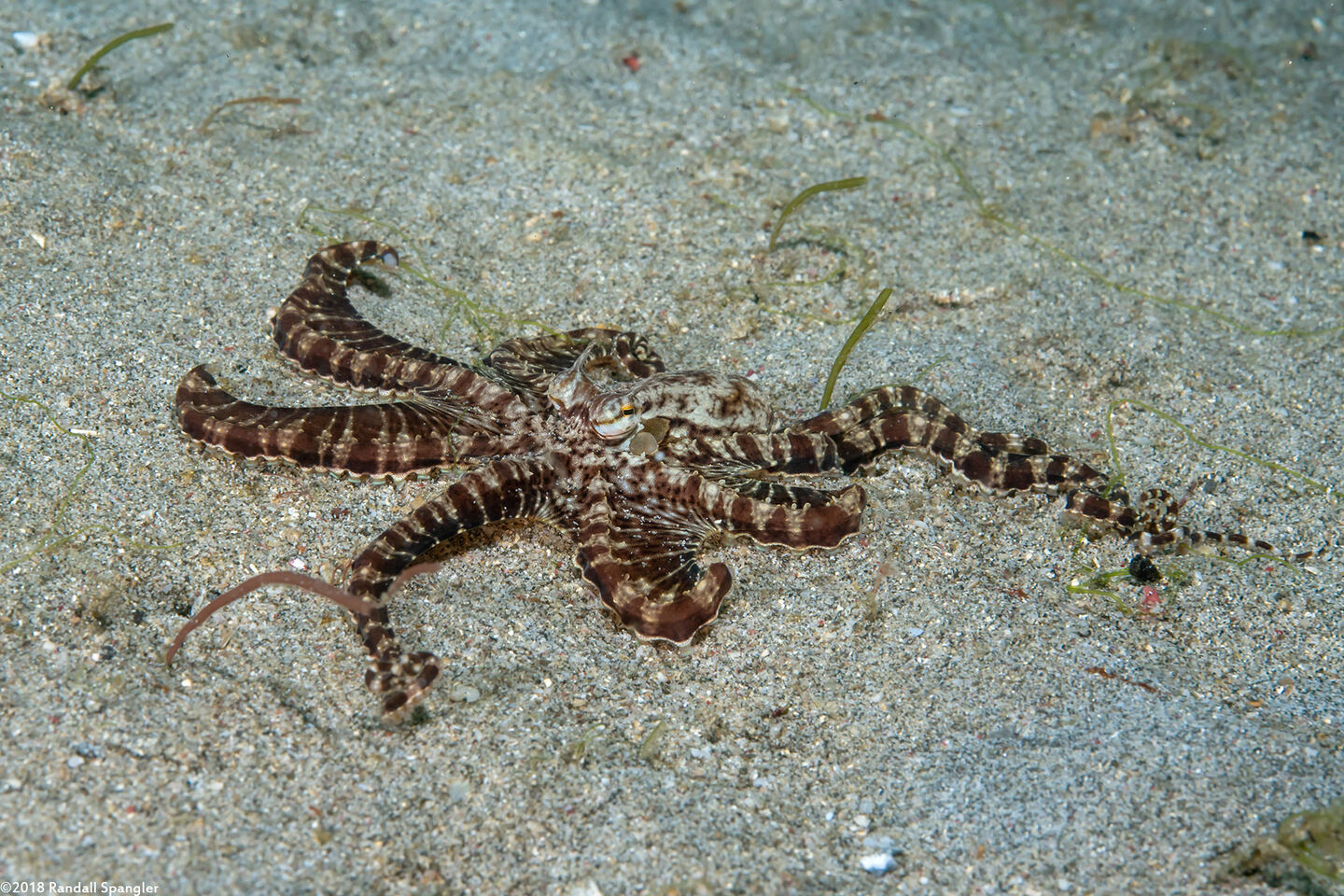 Thaumoctopus mimicus (Mimic Octopus)