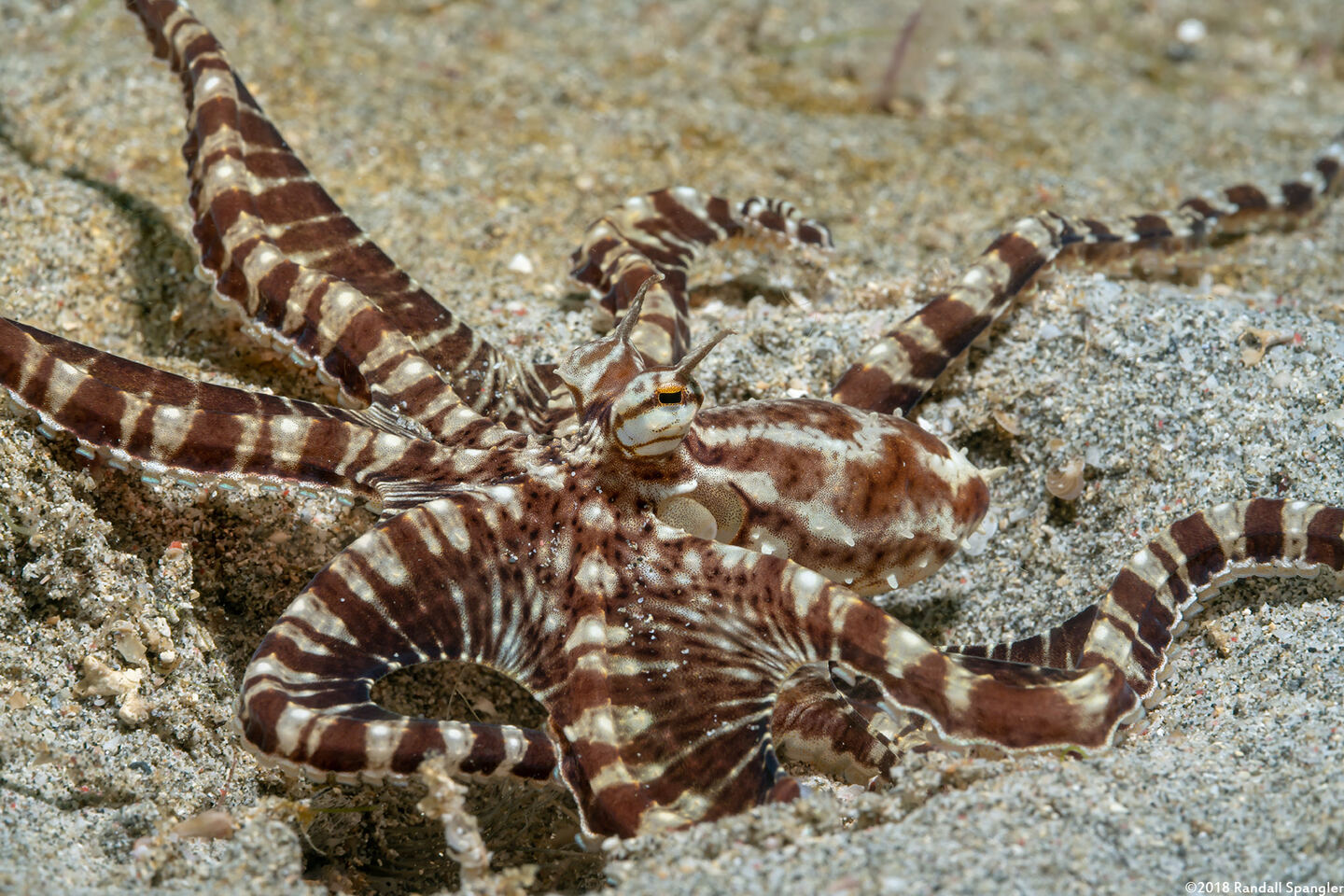 Thaumoctopus mimicus (Mimic Octopus)