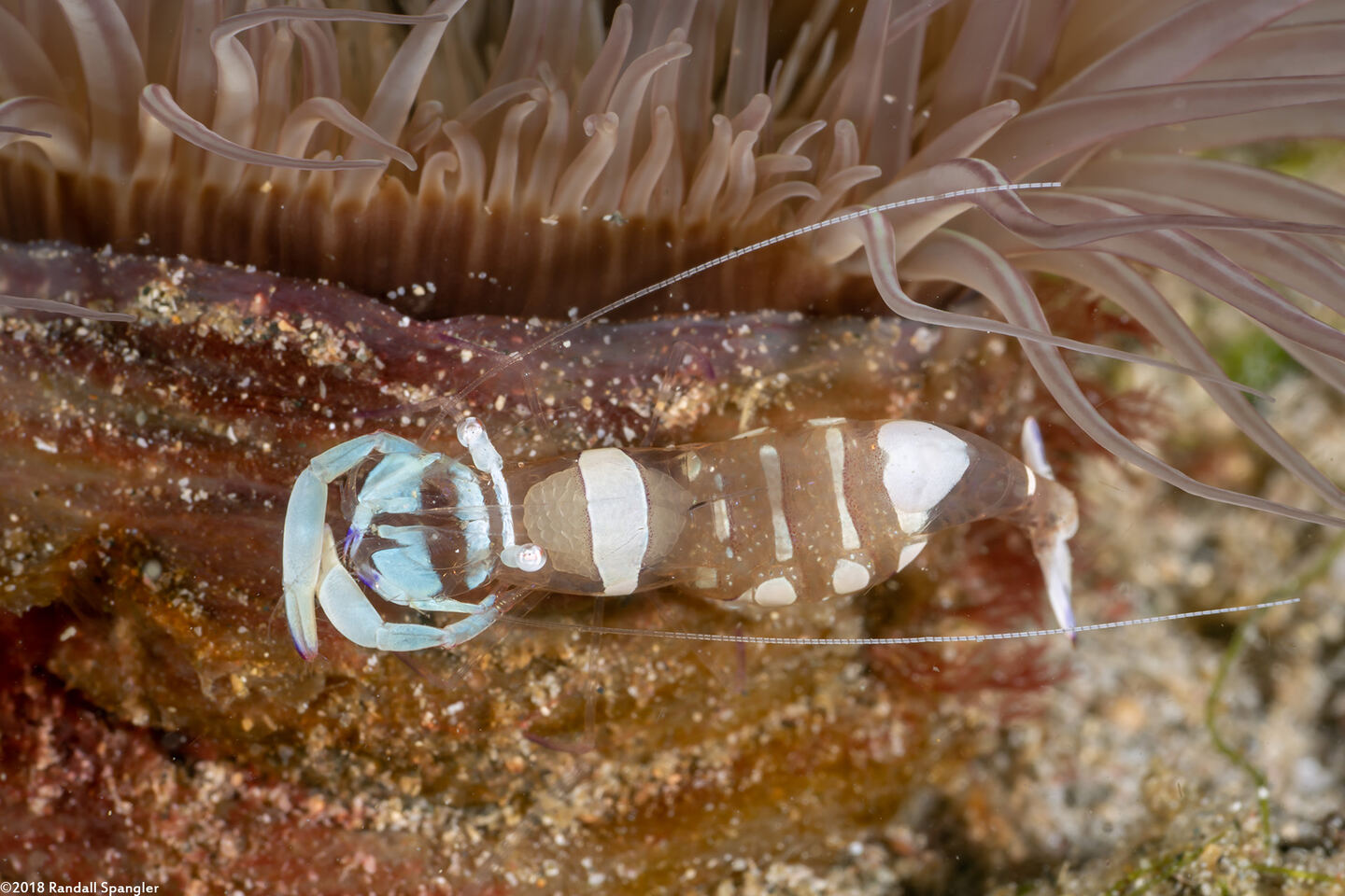 Ancylomenes magnificus (Magnificent Anemone Shrimp)