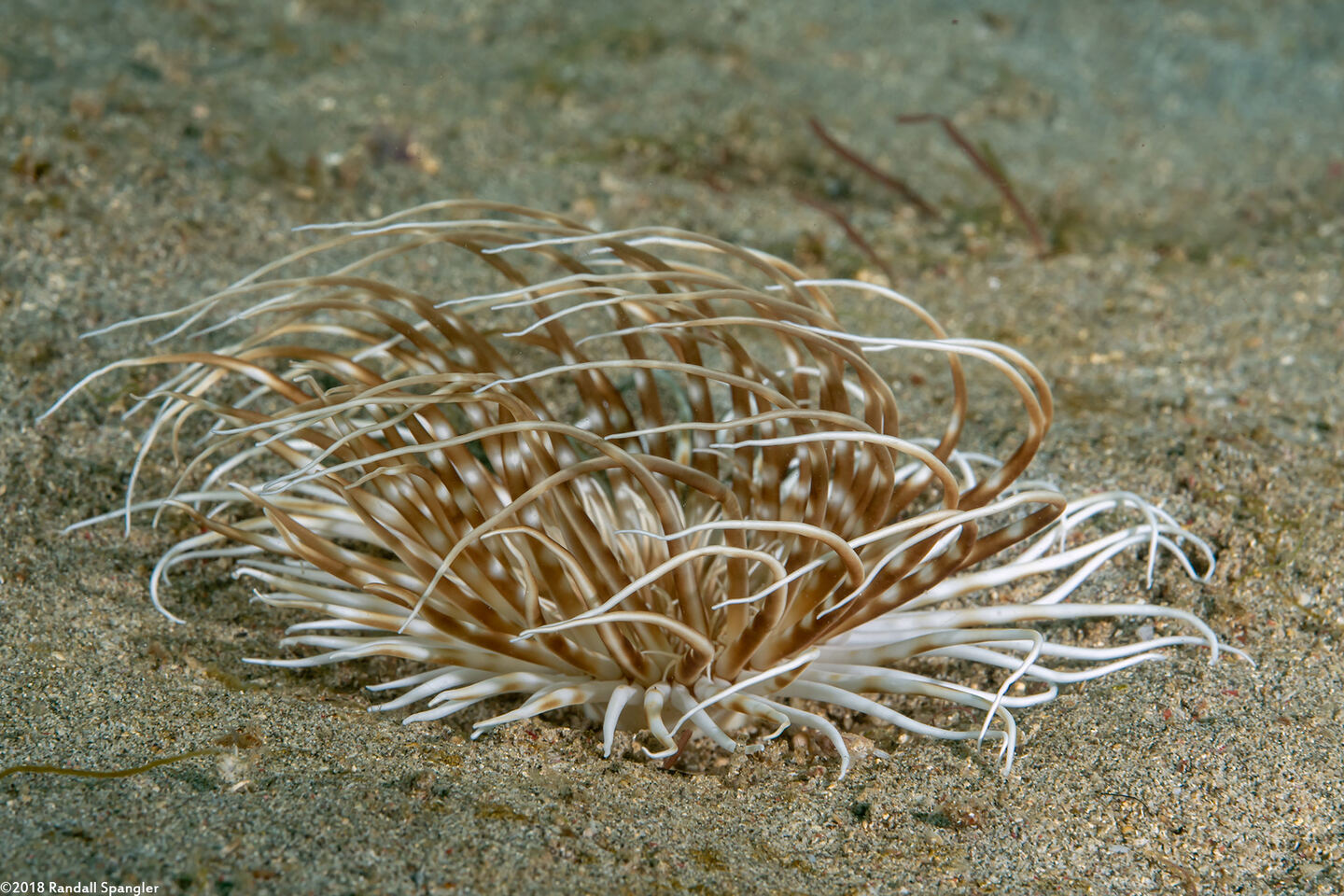 Pachycerianthus maua (Banded Tube Anemone)