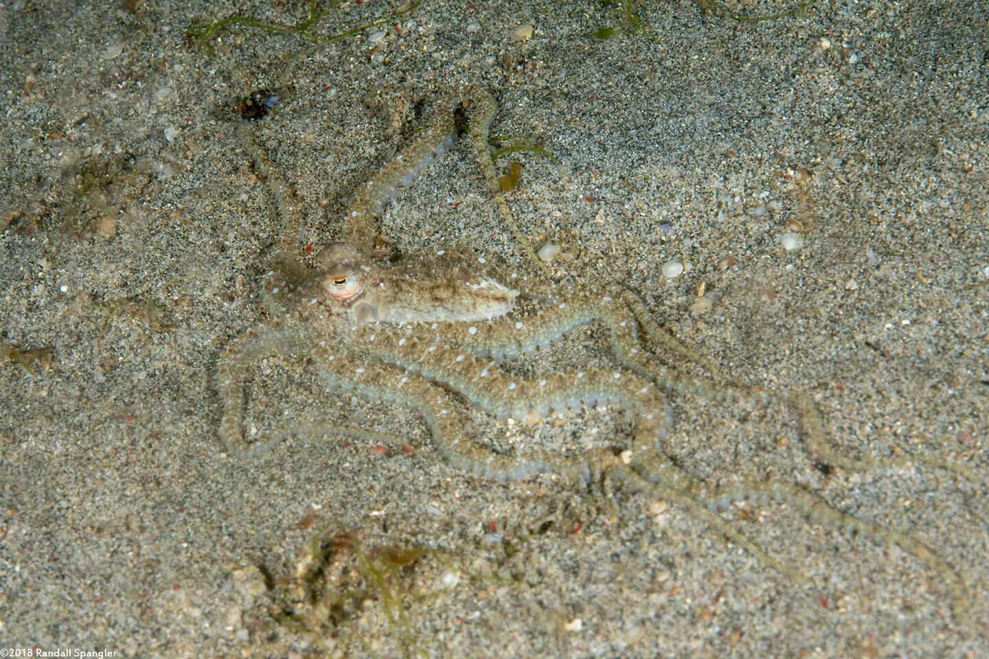 Thaumoctopus mimicus (Mimic Octopus)
