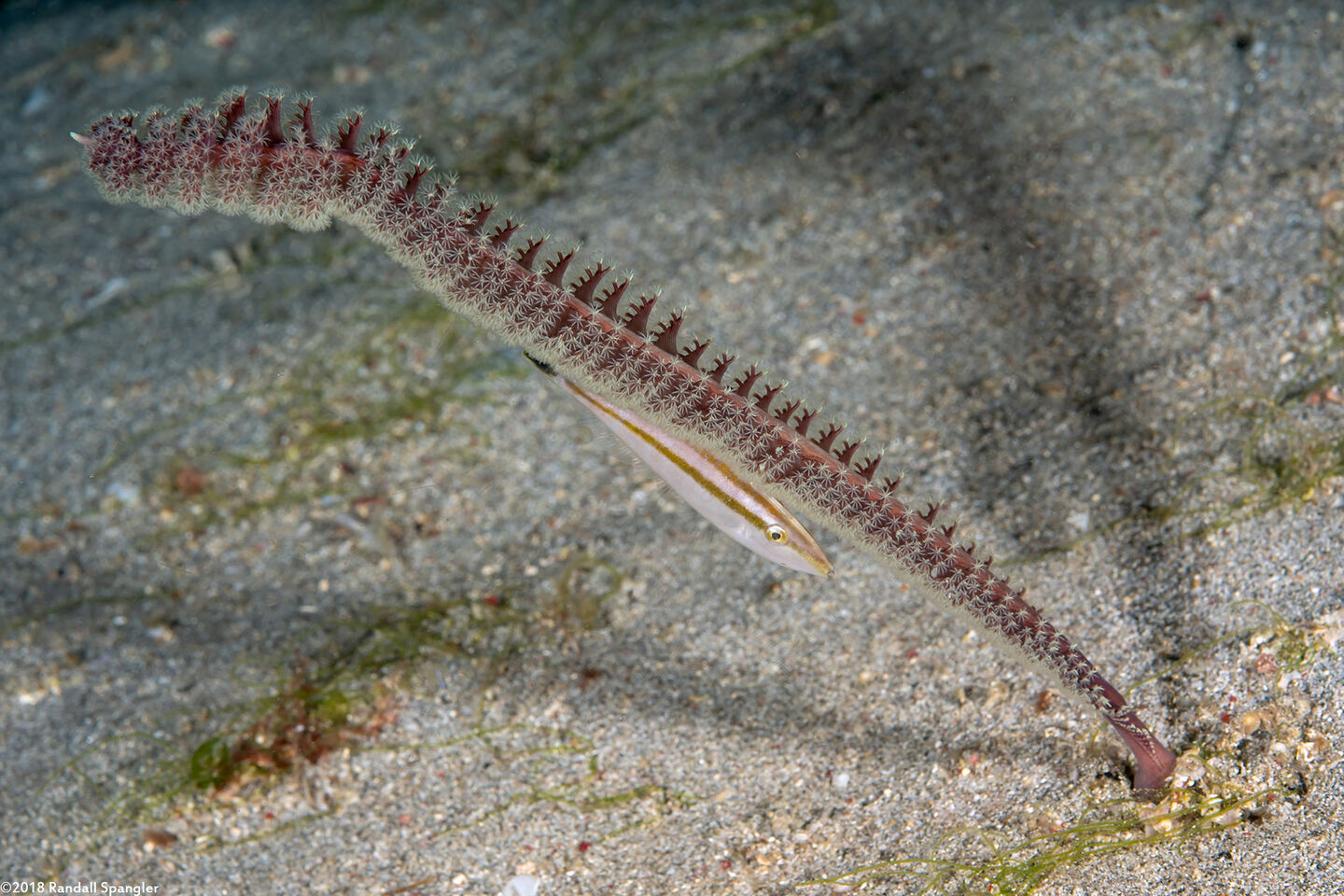 Virgularia sp.2 (Virgularia sp.2)