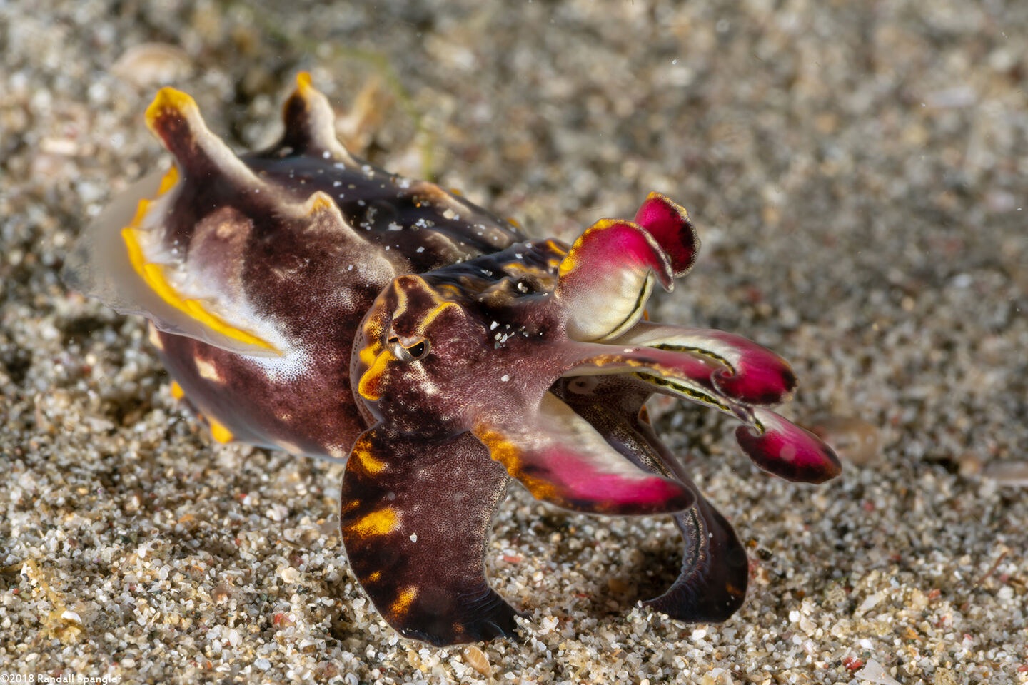 Metasepia pfefferi (Flamboyant Cuttlefish)