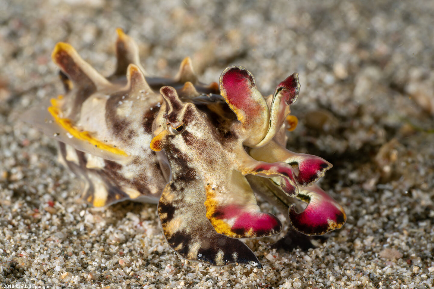 Metasepia pfefferi (Flamboyant Cuttlefish)