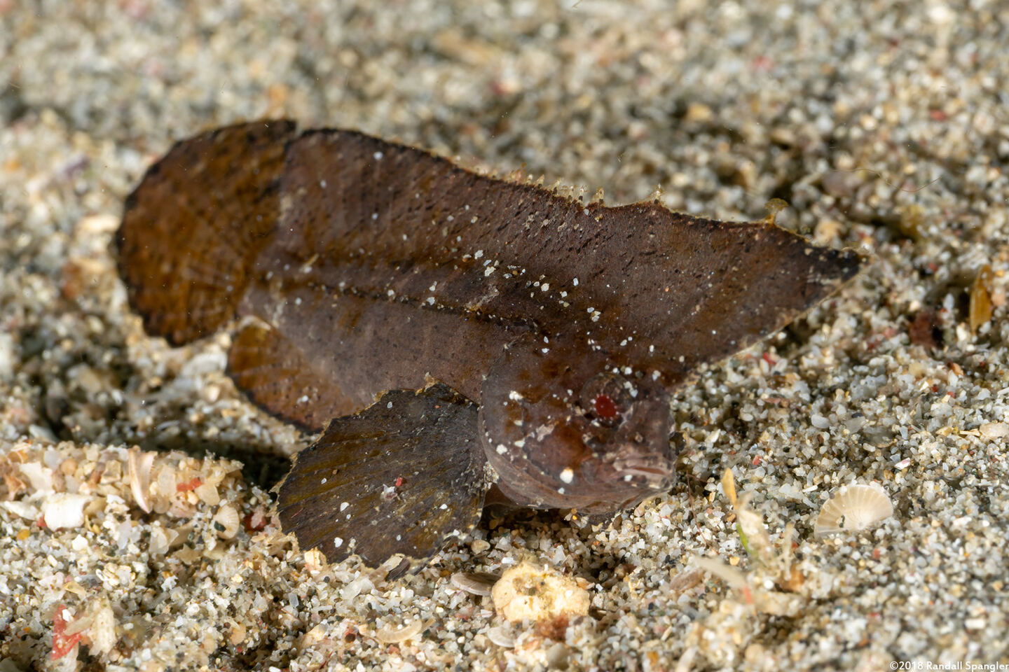 Ablabys macracanthus (Spiny Waspfish)