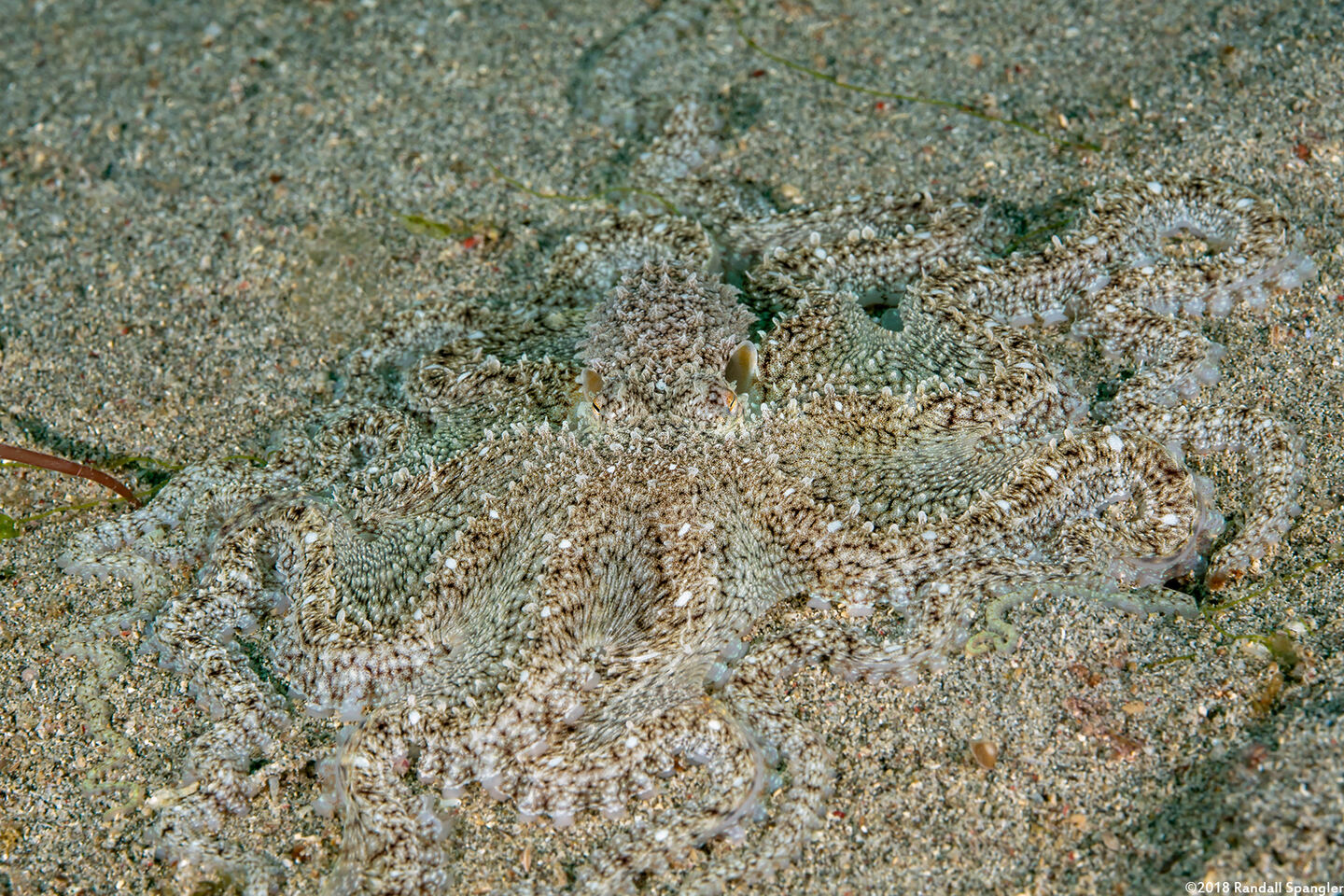 Thaumoctopus mimicus (Mimic Octopus)