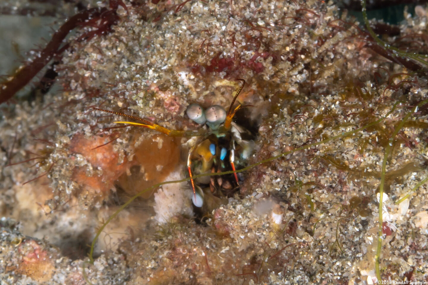 Haptosquilla stoliura (Blue Spot Mantis)