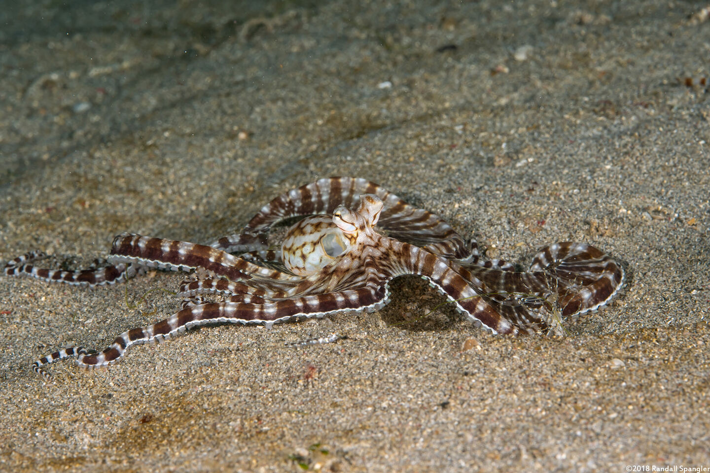 Thaumoctopus mimicus (Mimic Octopus)