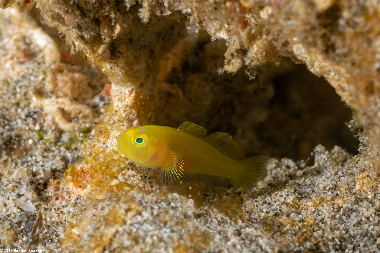 Lubricogobius exiguus (Ornate Goby)