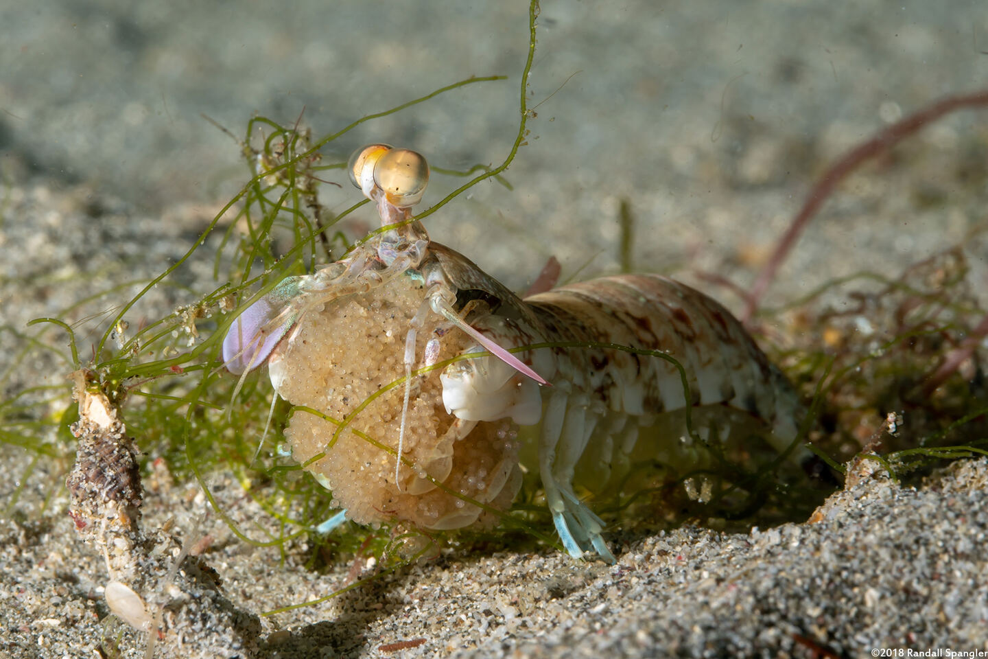 Odontodactylus latirostris (Pink-Eared Mantis)