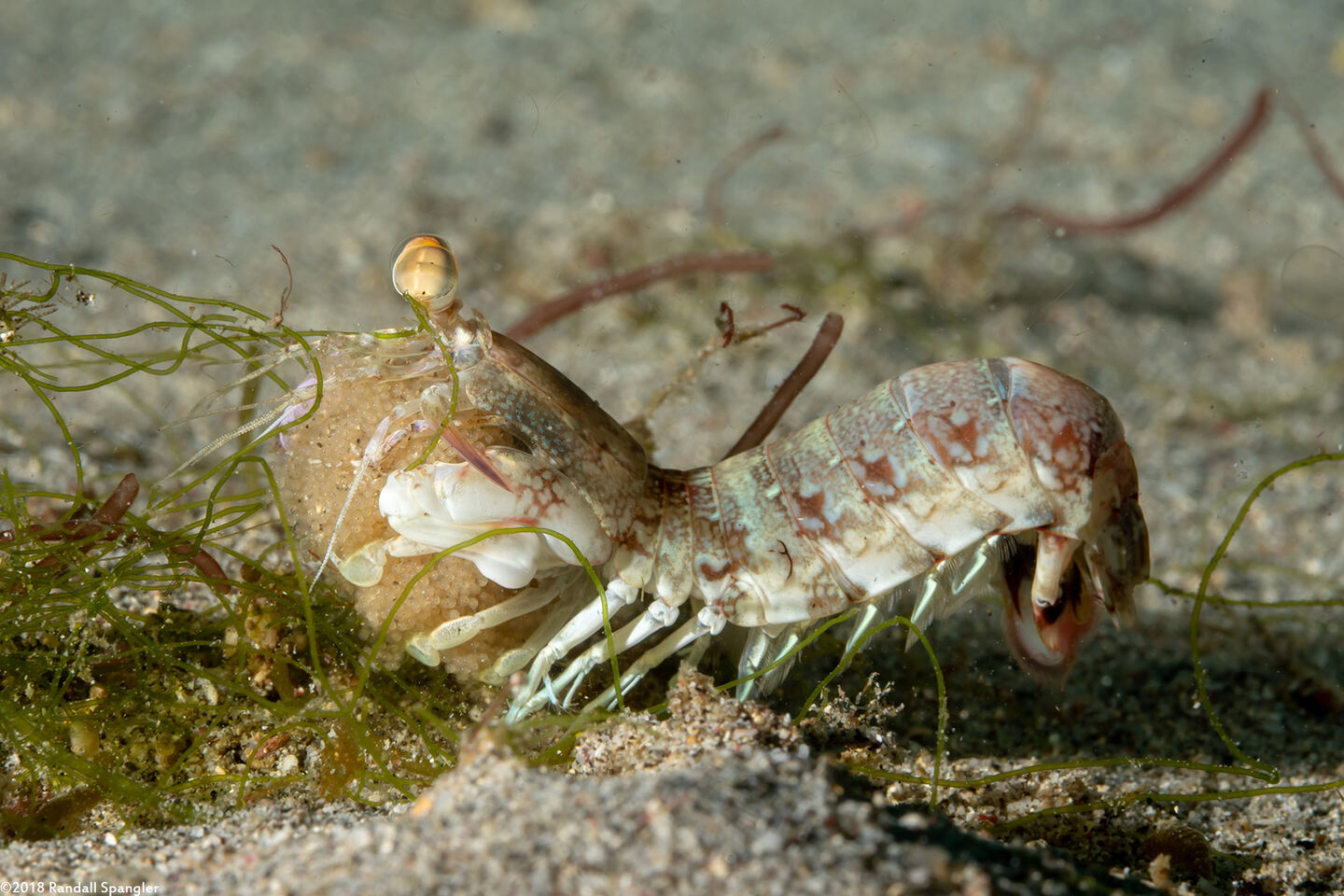 Odontodactylus latirostris (Pink-Eared Mantis)