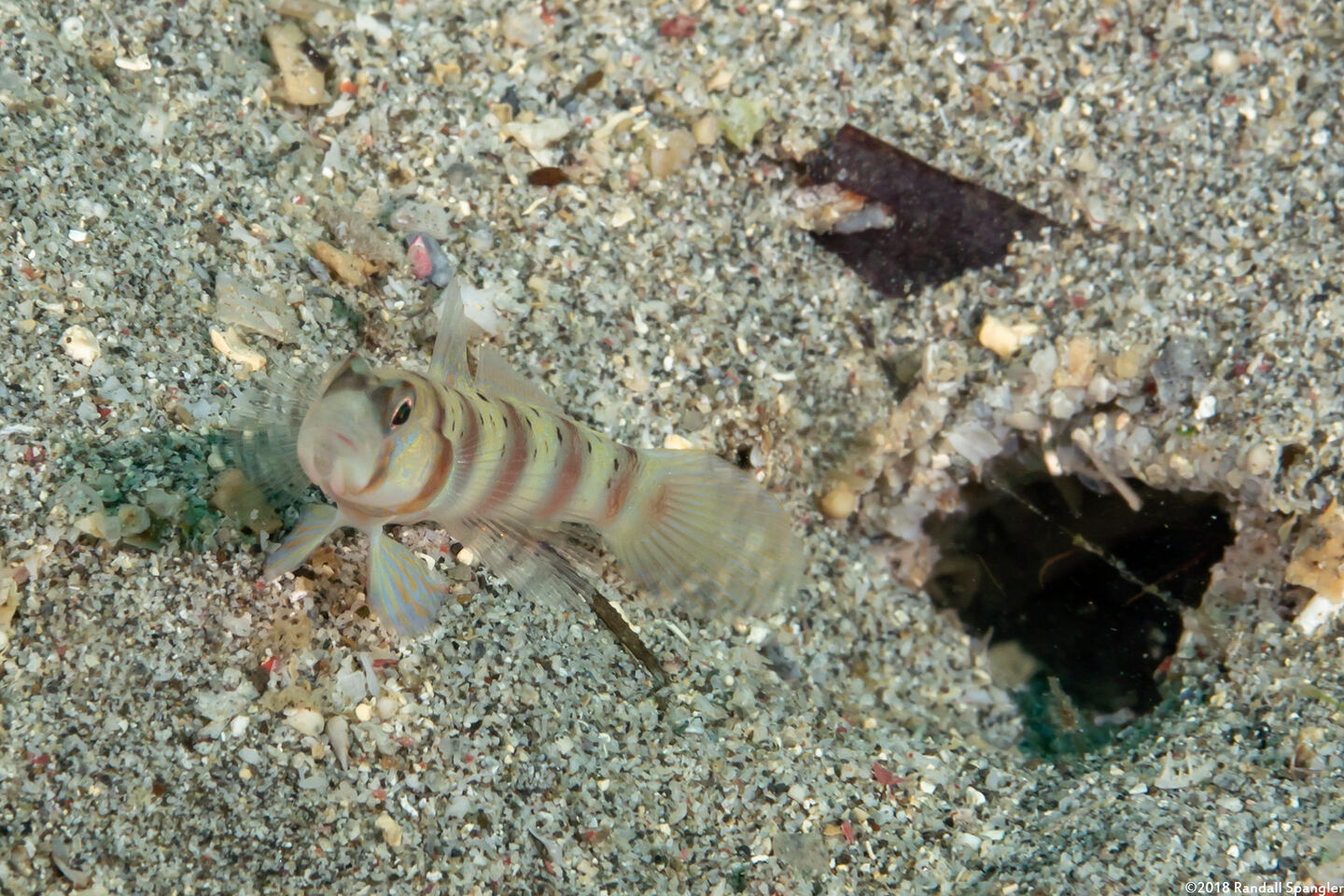 Amblyeleotris masuii (Maiusi's Shrimpgoby)