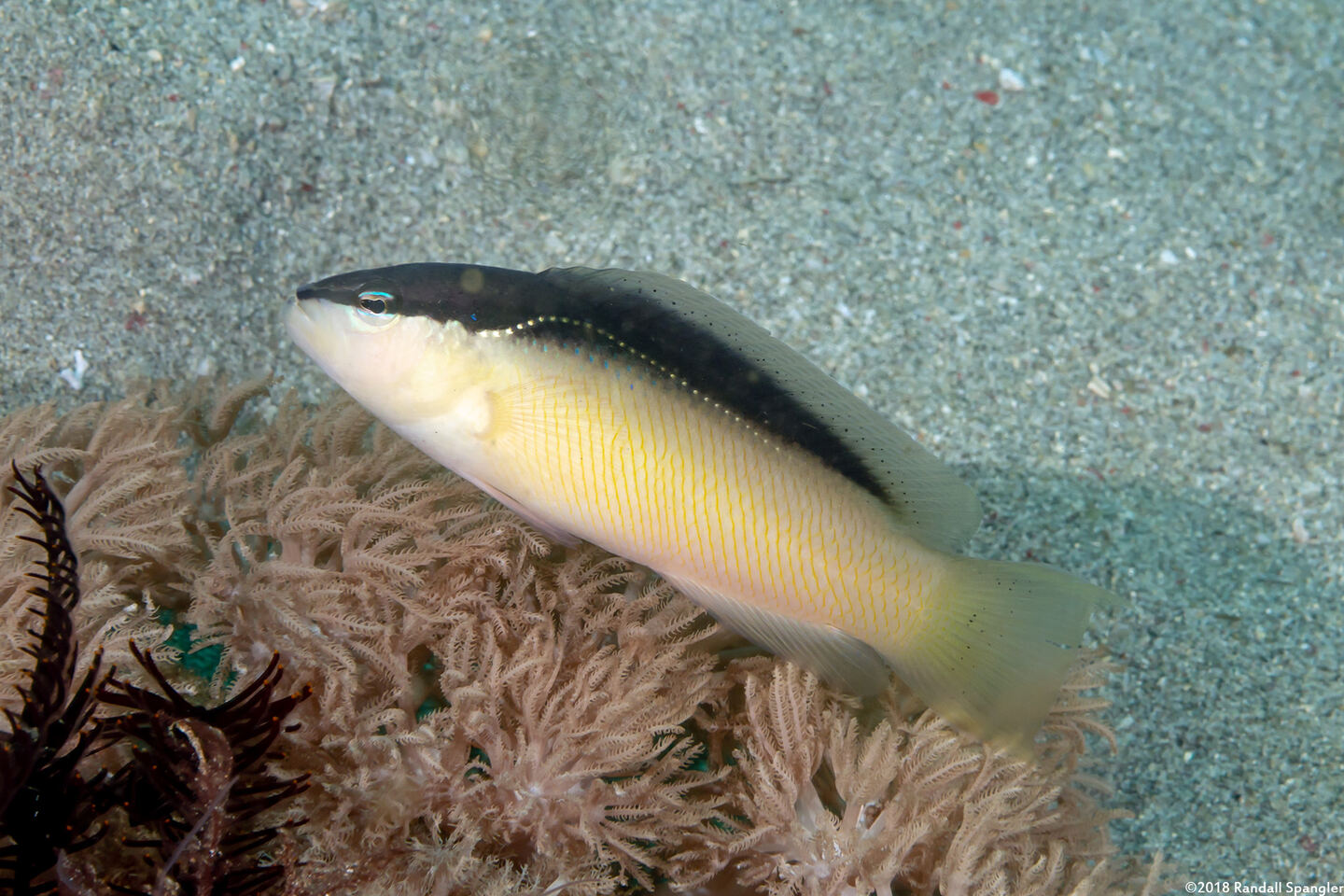 Pseudochromis perspicillatus (Blackstripe Dottyback)