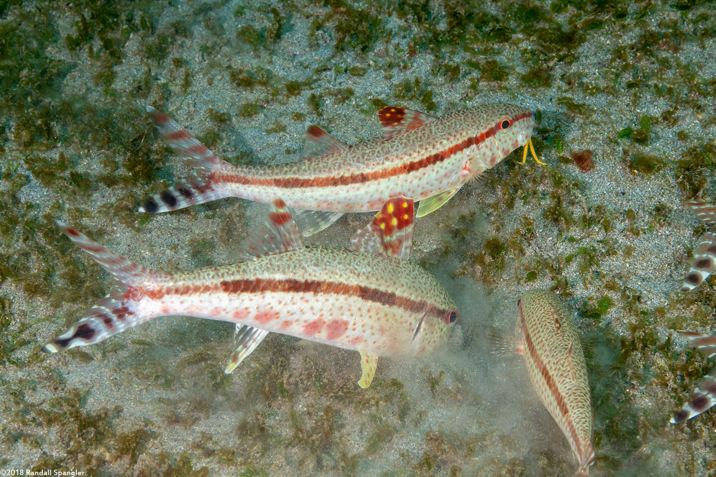Upeneus tragula (Freckled Goatfish)