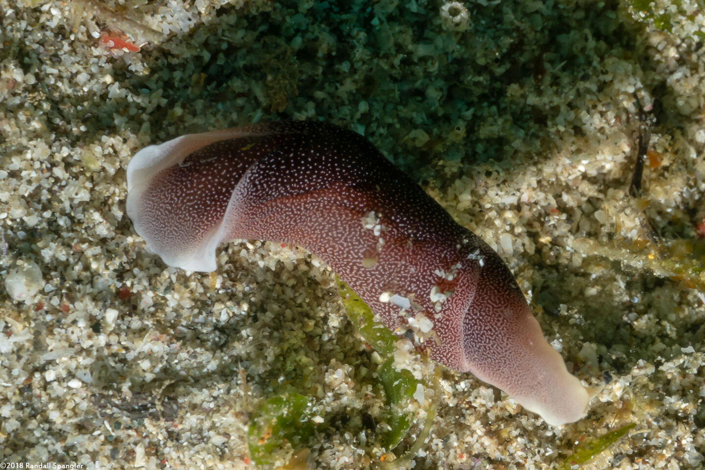 Chelidonura amoena (Lovely Headshield Slug)