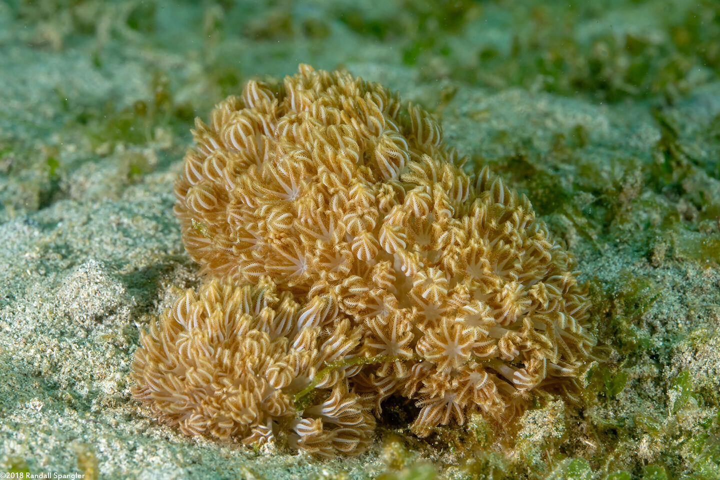 Xenia sansibariana (Xenia Sansibariana)