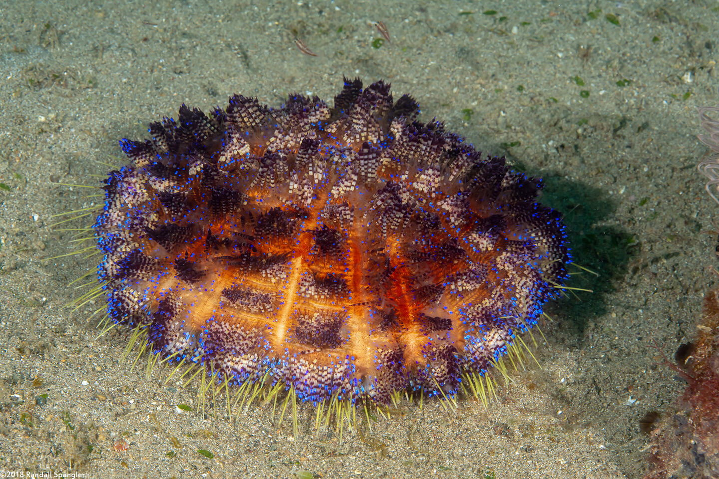 Asthenosoma varium (Variable Fire Urchin)