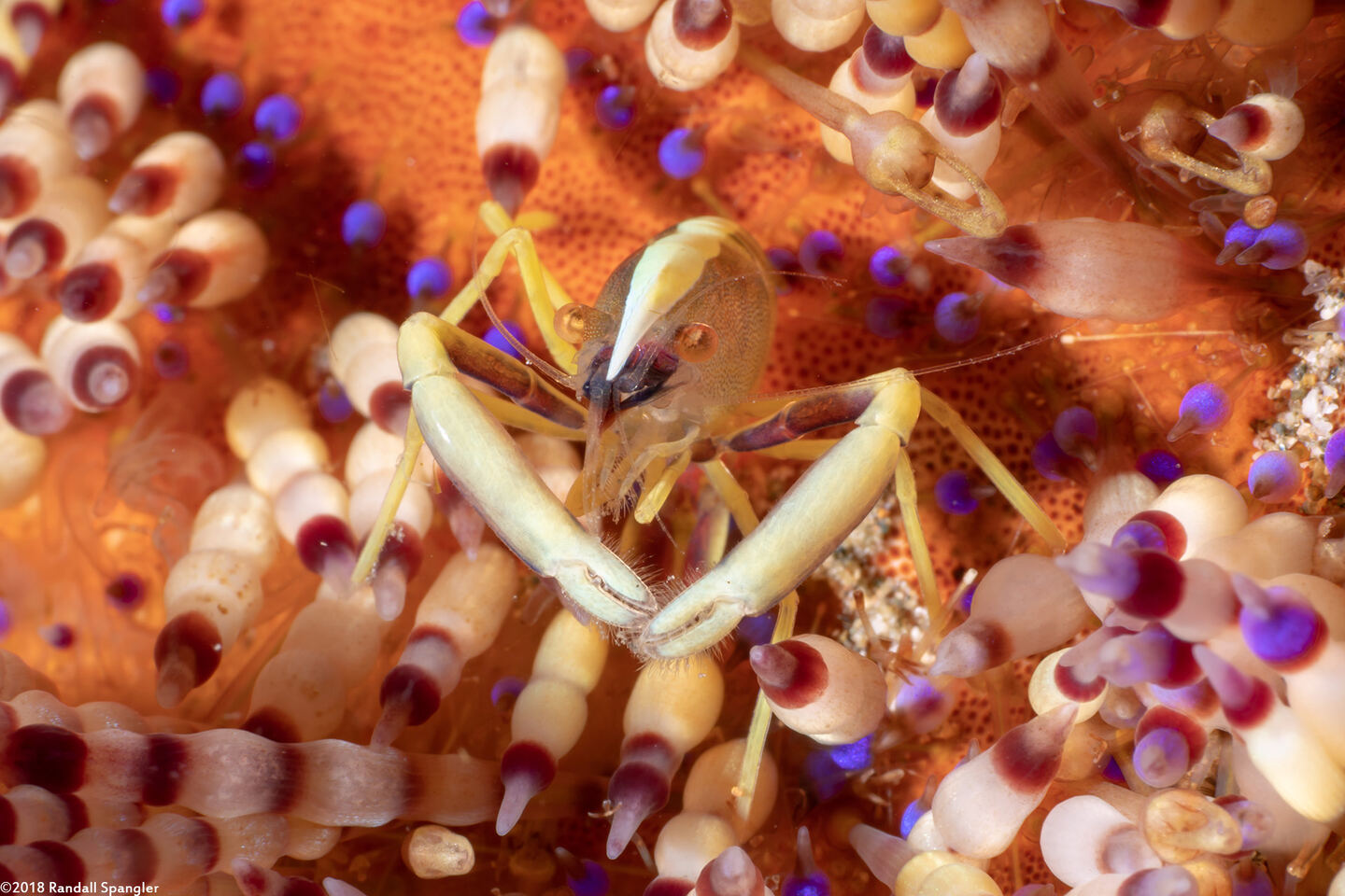 Allopontonia brocki (Brook's Urchin Shrimp)