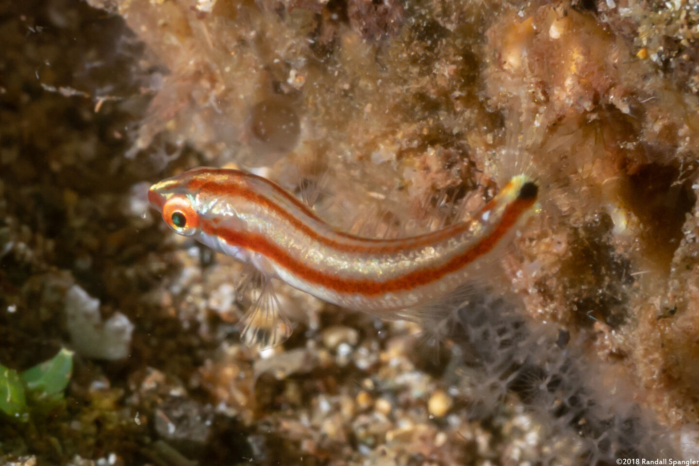 Halichoeres hartzfeldii (Goldstripe Wrasse)
