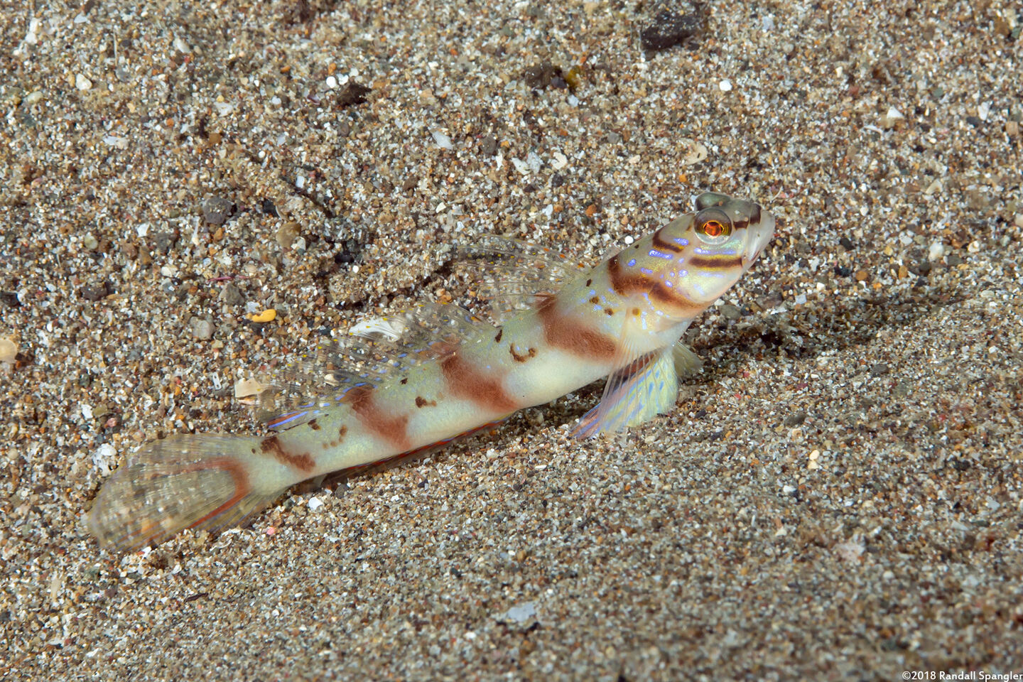 Amblyeleotris diagonalis (Slantbar Shrimpgoby)
