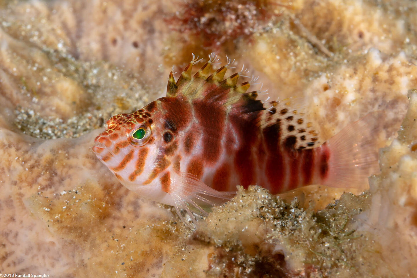 Cirrhitichthys aprinus (Threadfin Hawkfish)