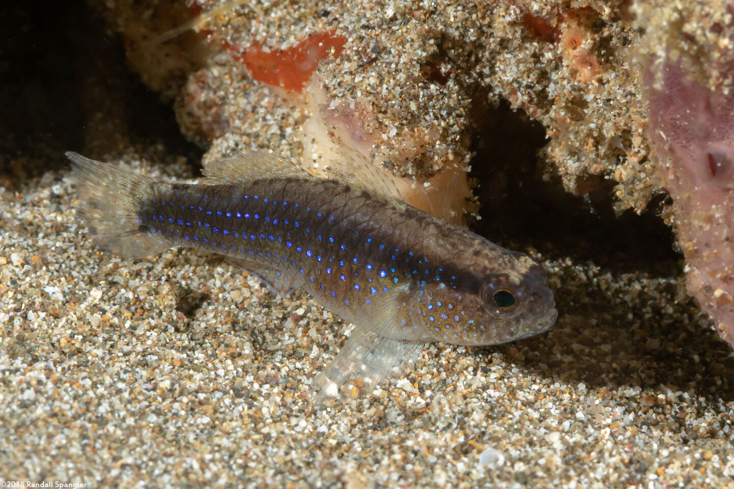 Asterropteryx striata (Striped Goby)
