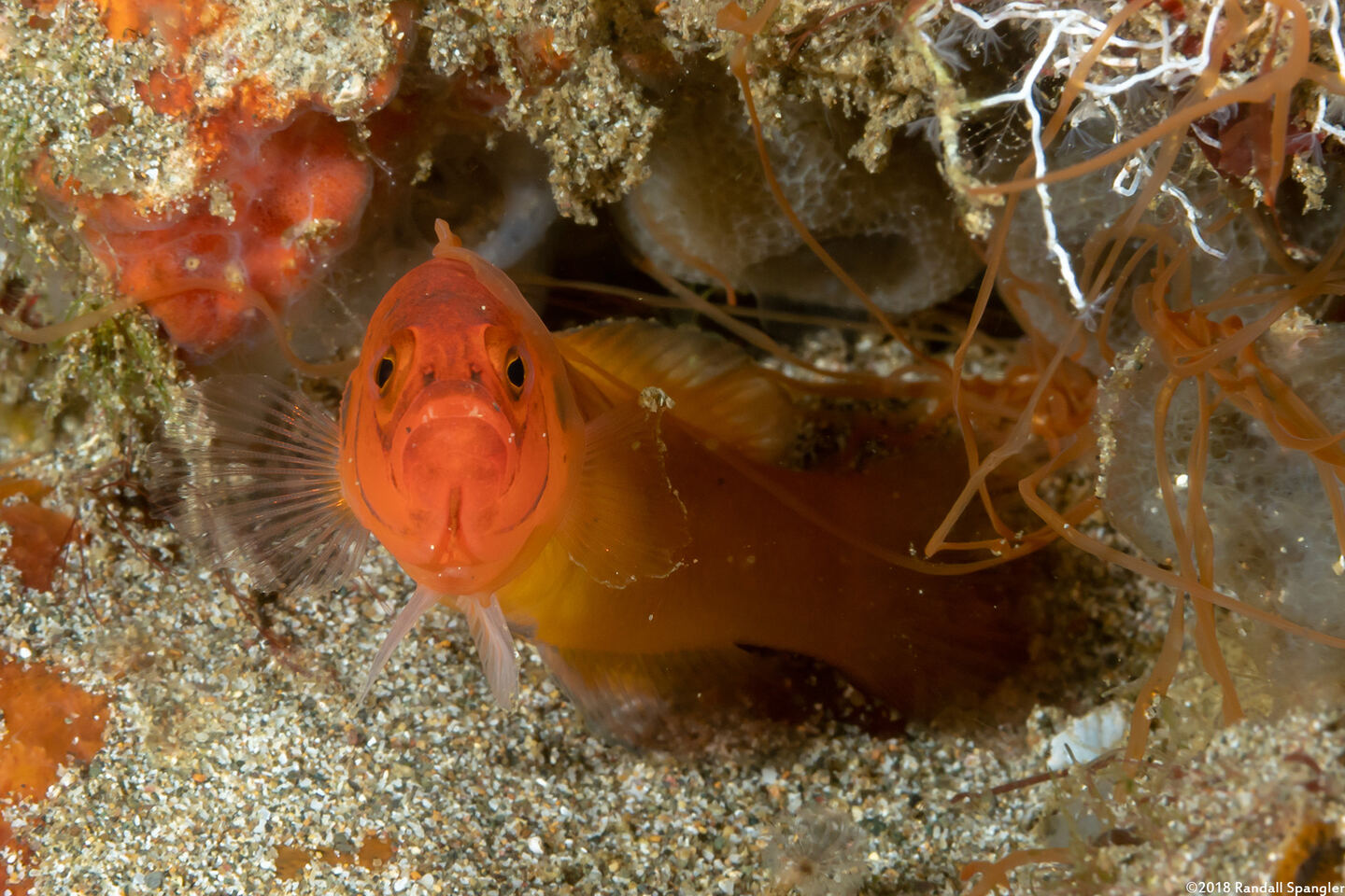 Pseudochromis moorei (Yellow Dottyback)