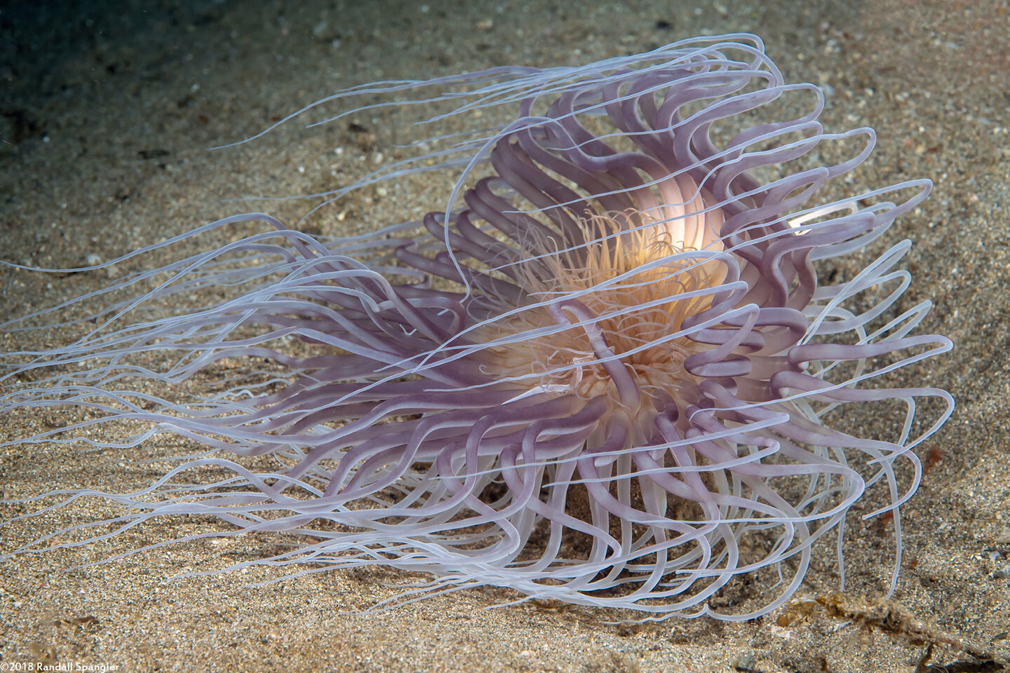 Cerianthus sp.3 (Cerianthus sp.3)