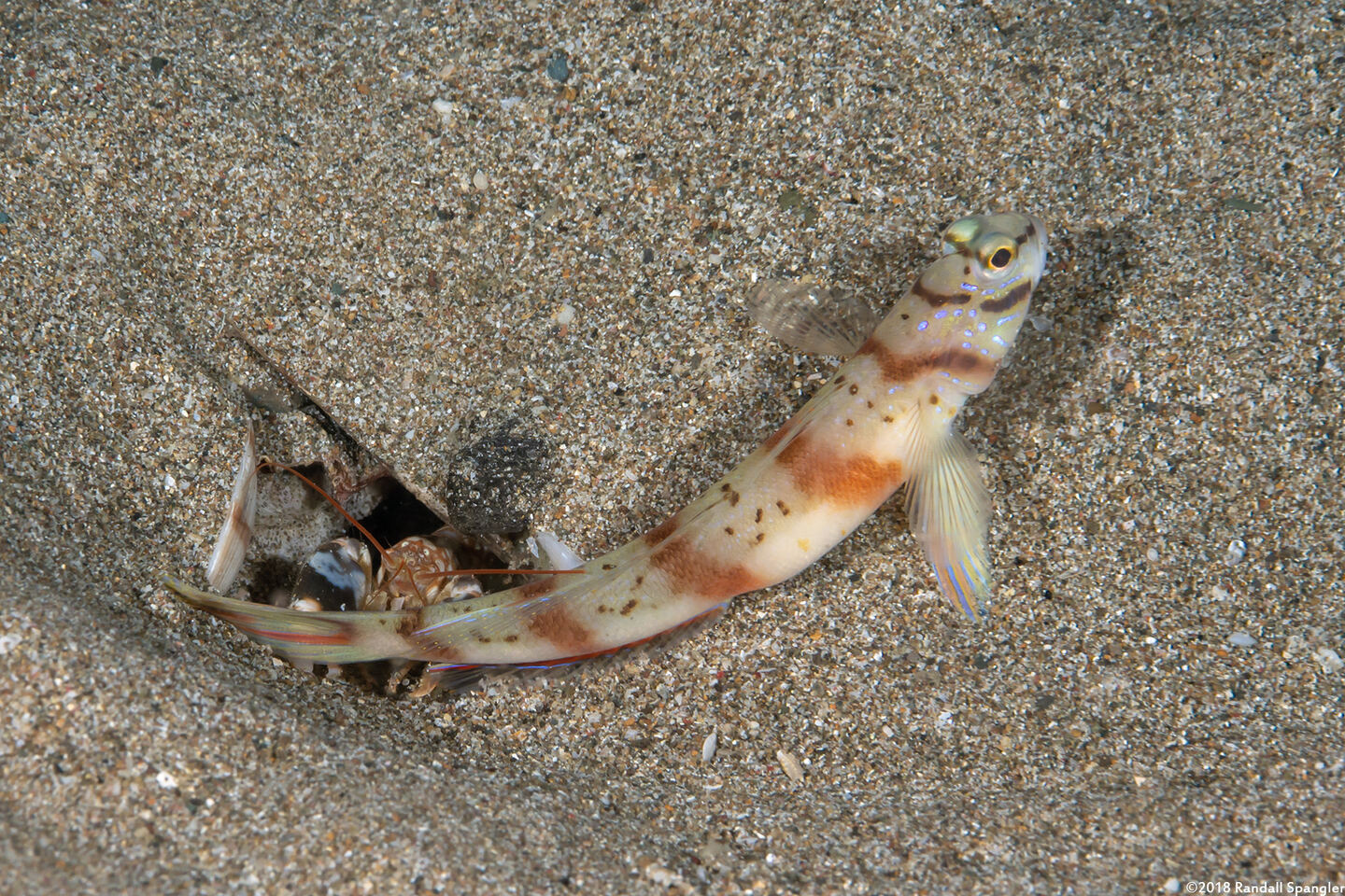 Alpheus bellulus (Tiger Snapping Shrimp)