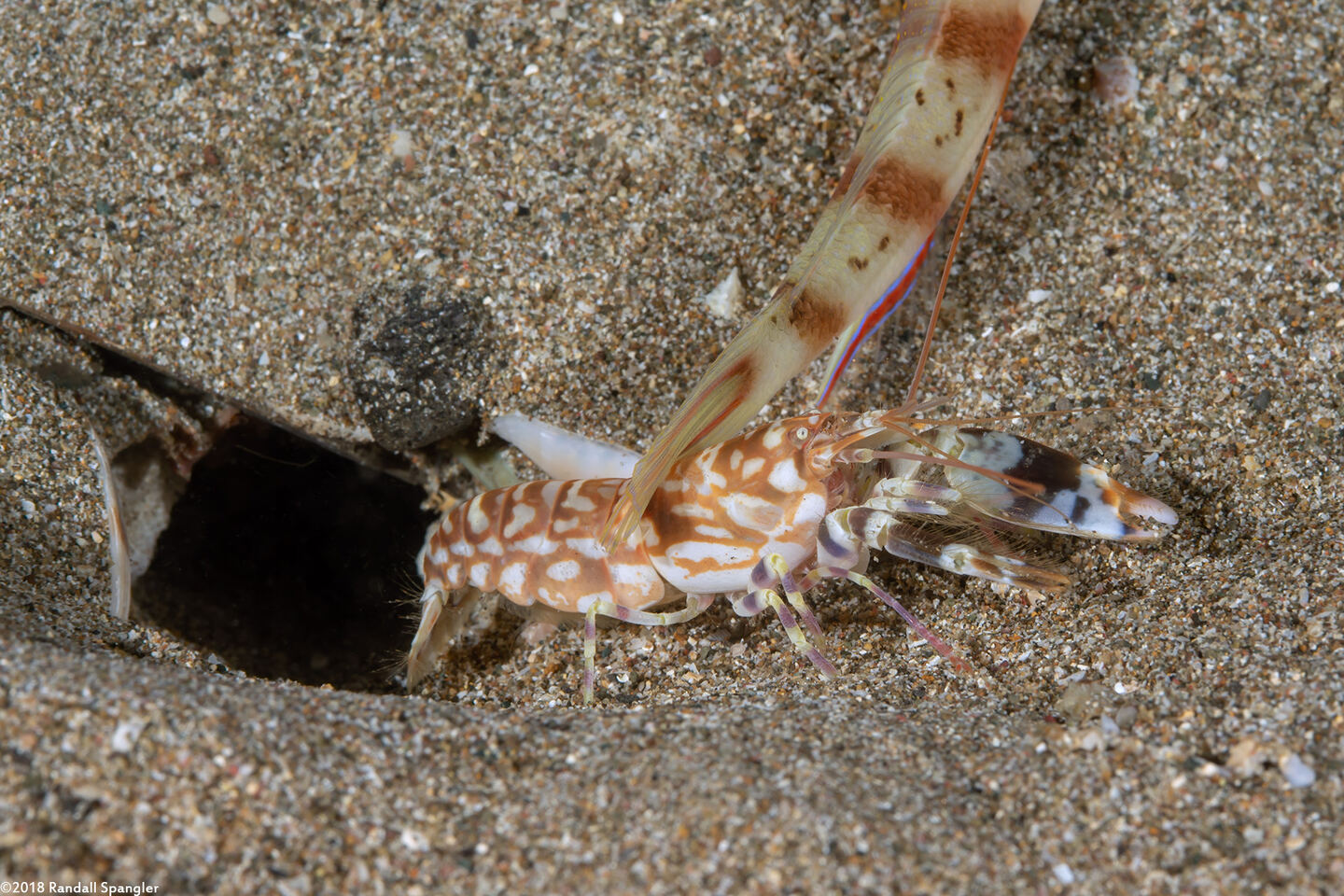 Alpheus bellulus (Tiger Snapping Shrimp)