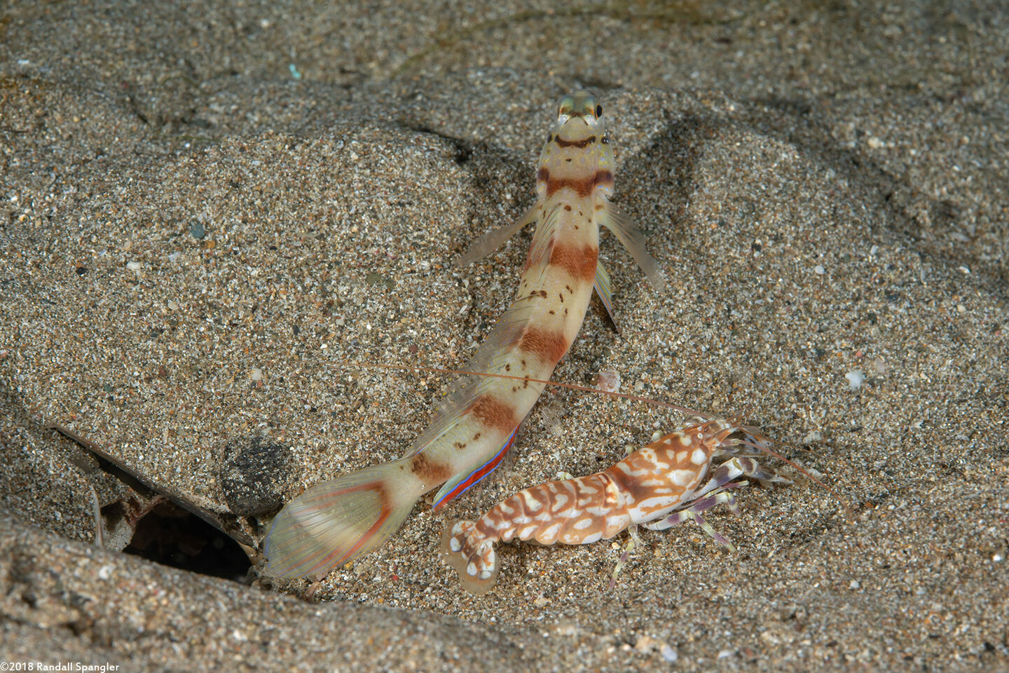 Alpheus bellulus (Tiger Snapping Shrimp)