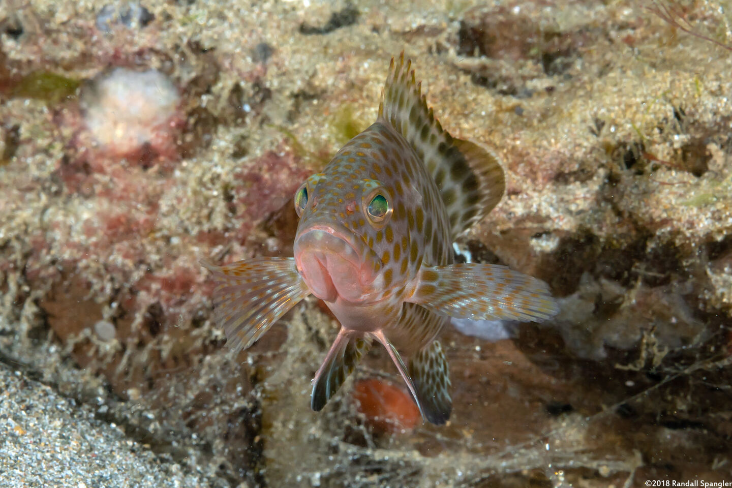 Epinephelus areolatus (Areolate Grouper)
