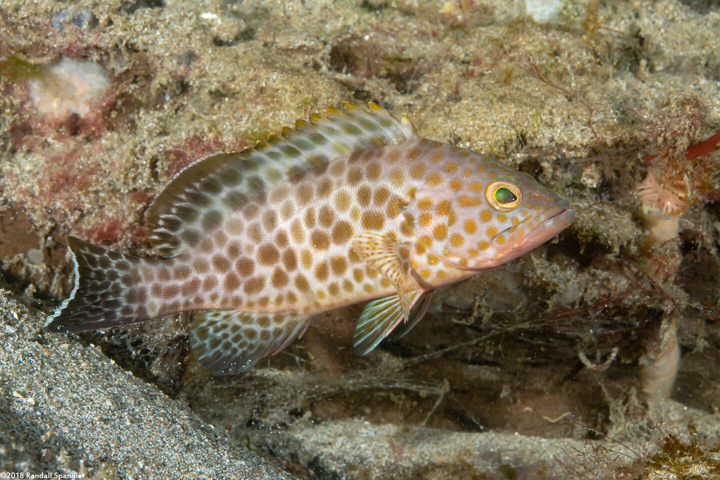Epinephelus areolatus (Areolate Grouper)