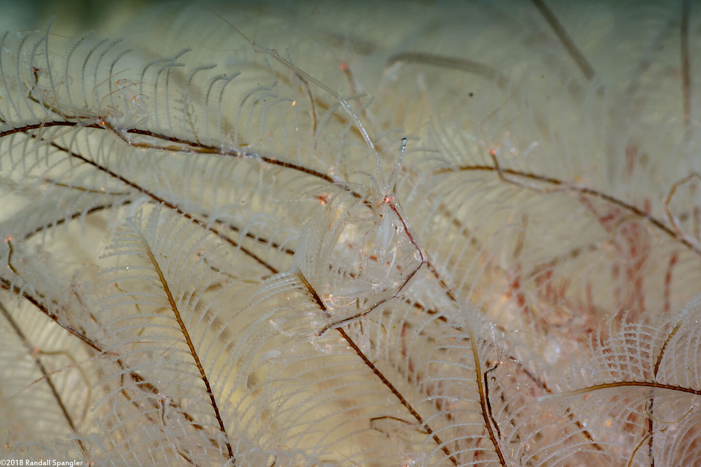 Caprella sp.1 (Skeleton Shrimp)