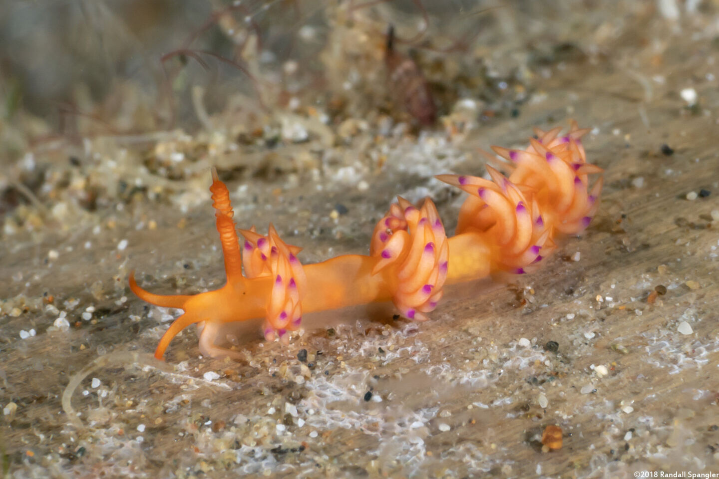 Facelinidae sp.2 (Facelinid sp.2)