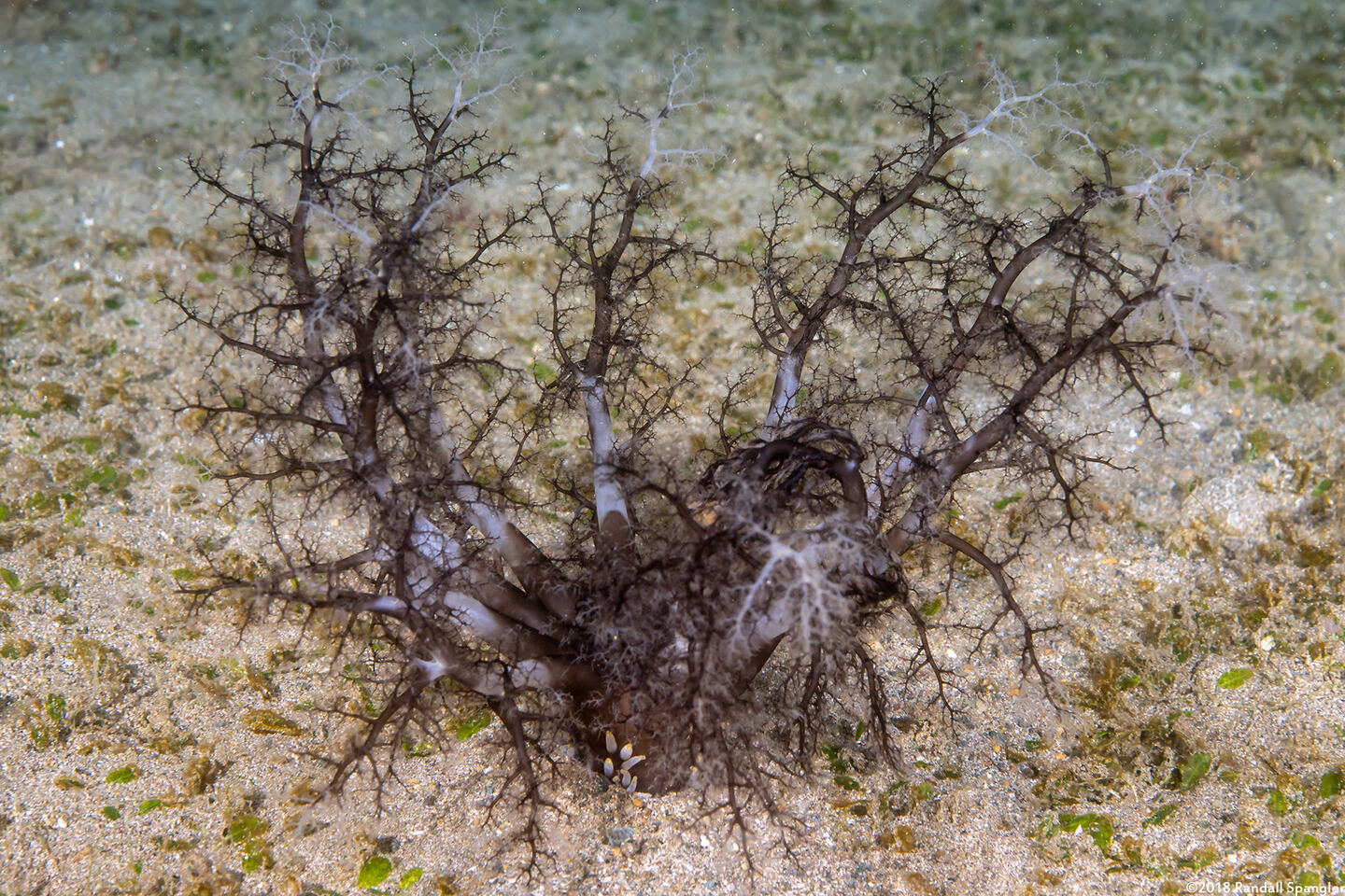 Massinium magnum (Magnum Sea Cucumber)