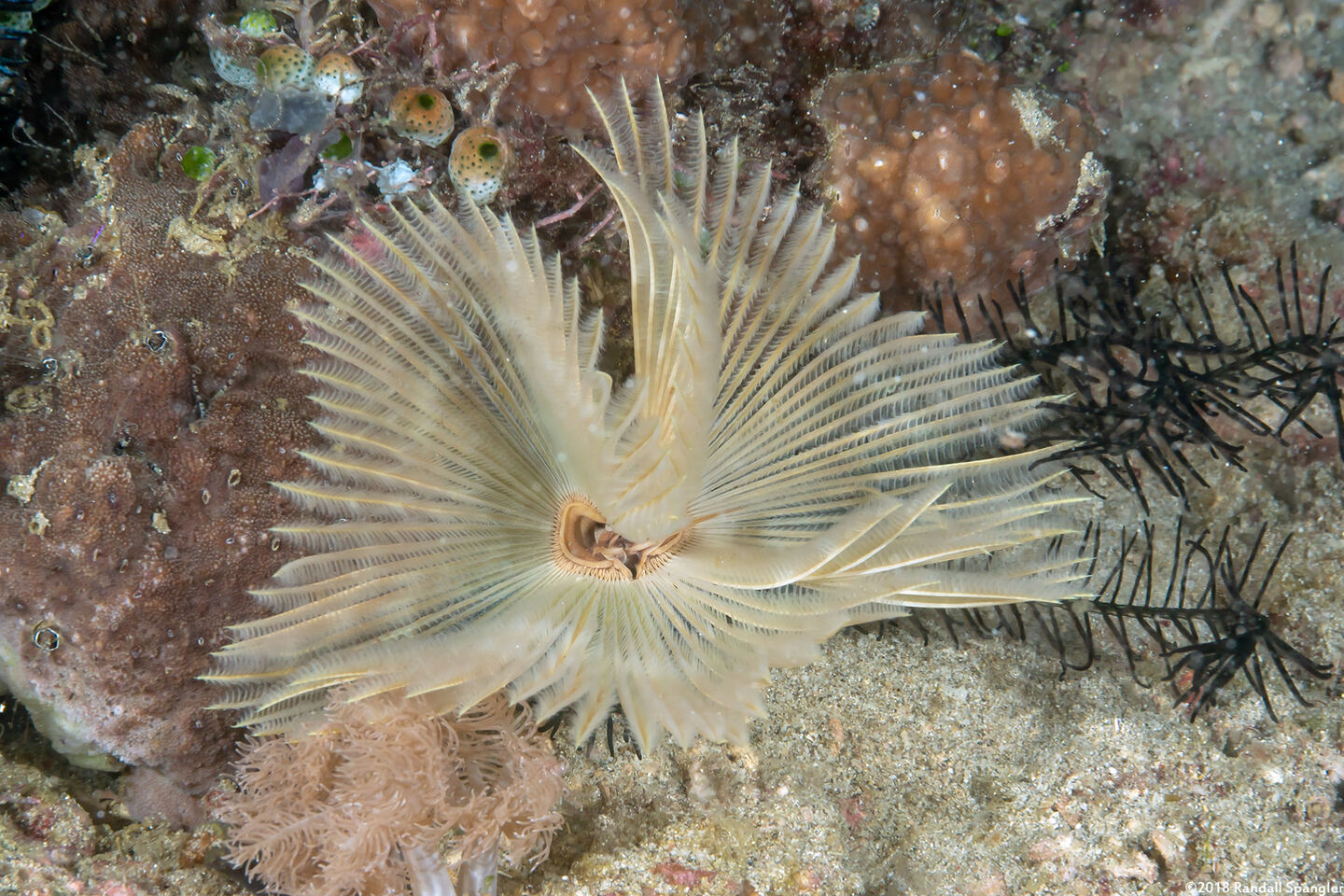 Sabellastarte sp.1 (Feather Duster Worm)