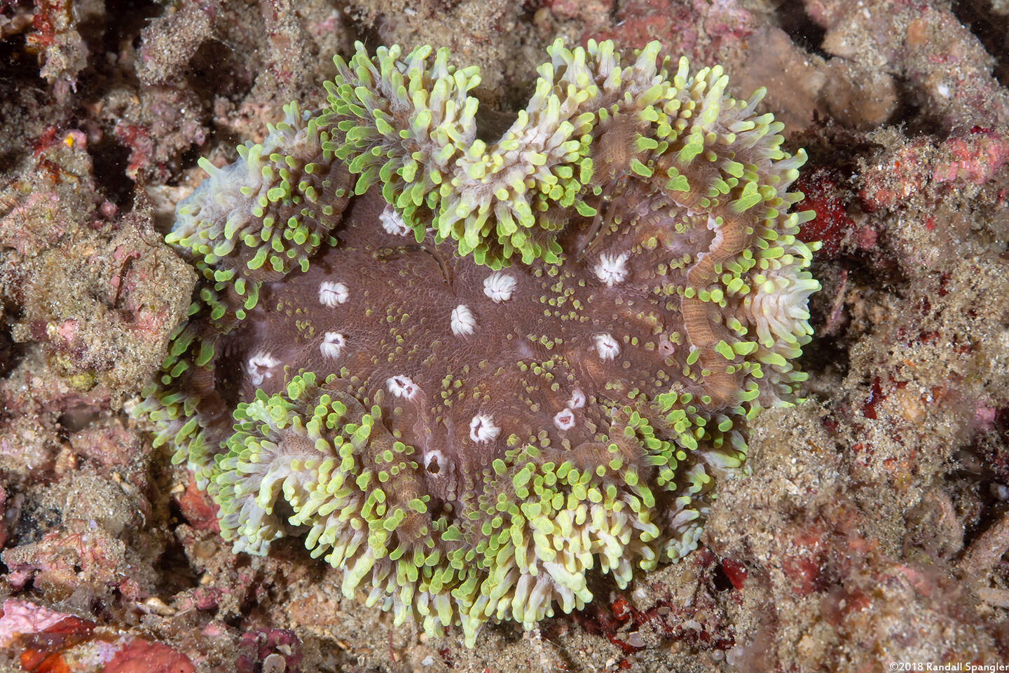 Lobophyllia valenciennesi (Lobophyllia Valenciennesi)