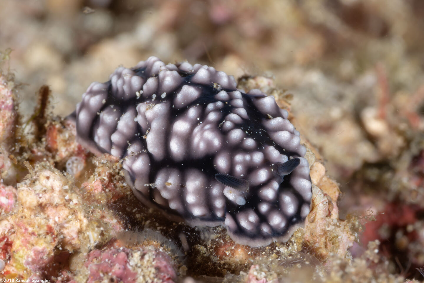 Phyllidiella pustulosa (Pustulose Phyllidia)