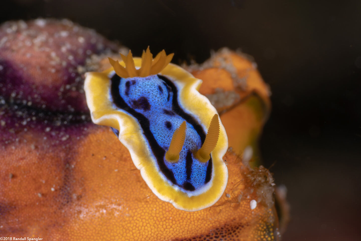 Chromodoris annae (Anna's Chromodoris)