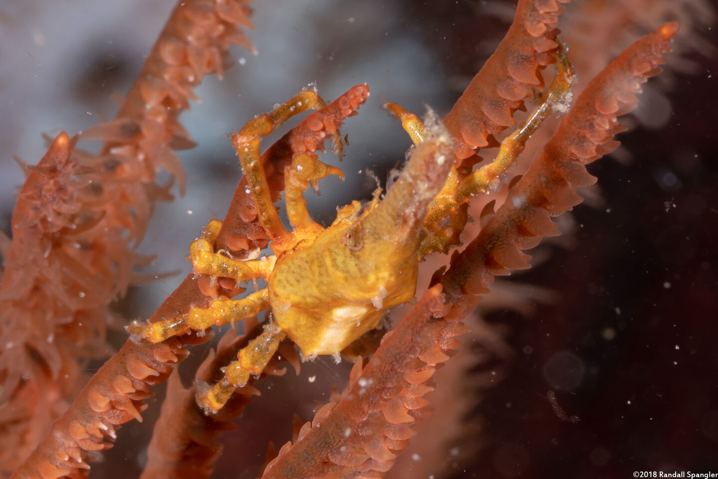 Xenocarcinus conicus (Conical Spider Crab)