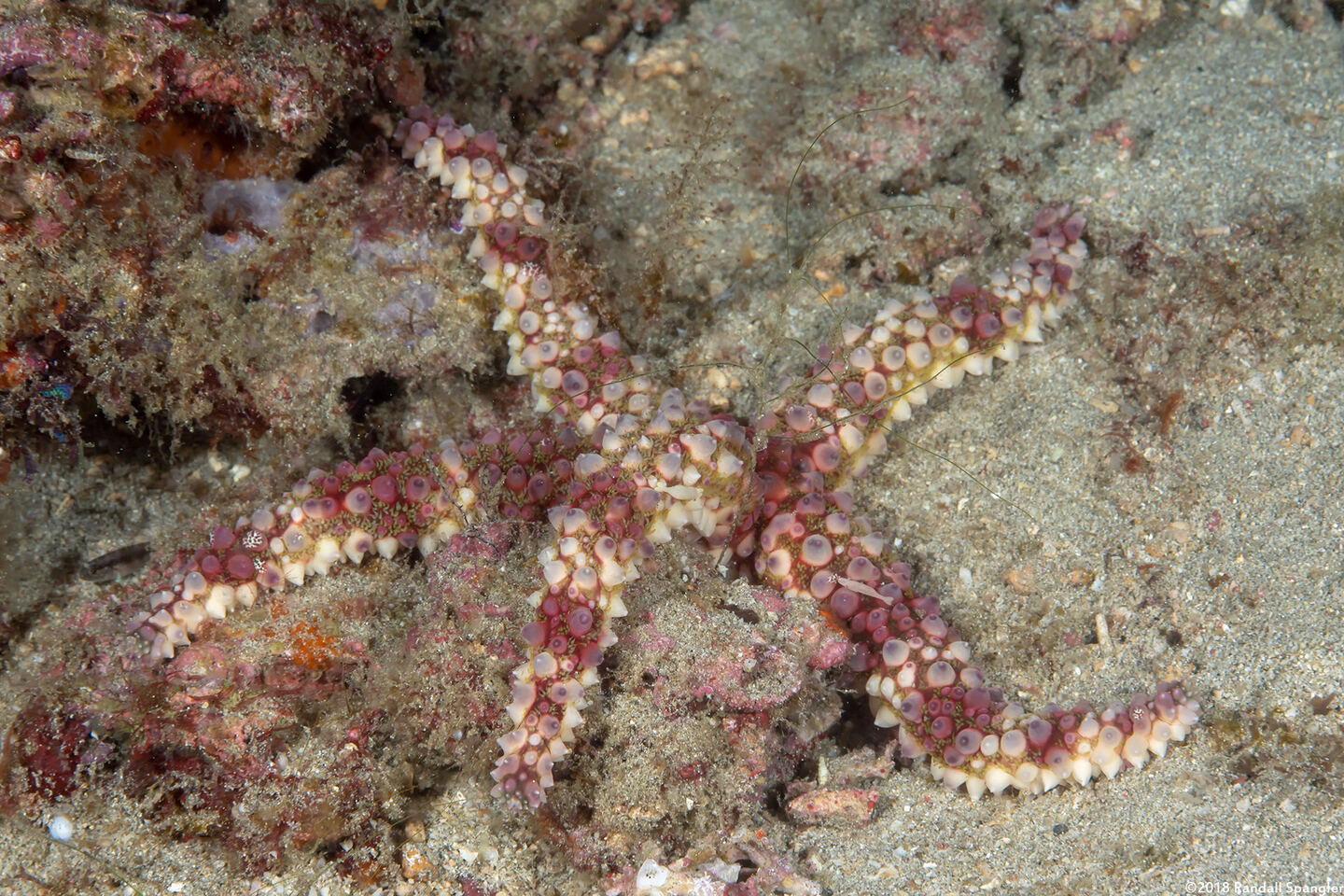 Echinaster callosus (Warty Sea Star)